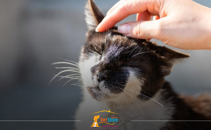 قارچ پوستی در گربهها