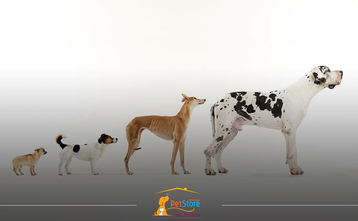 تکامل سگ ها