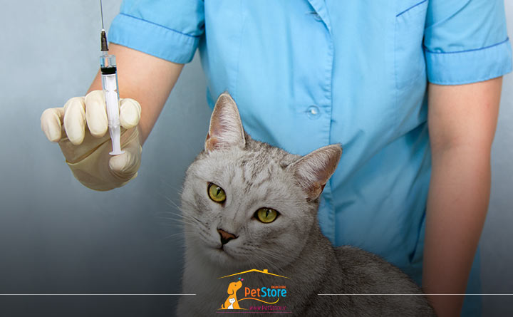 واکسیناسیون بچه گربه برای مراقبت از گربه تازه متولد شده