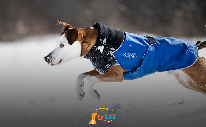 توجه به آب وهوا هنگام خرید لباس سگ