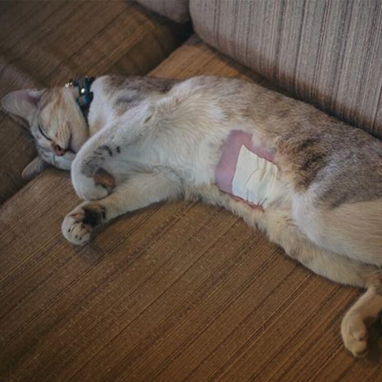 مراقبت بعد از عقیم سازی گربه نر و ماده