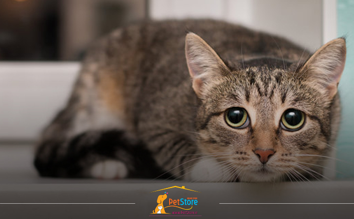 دلایل افسرده شدن گربه