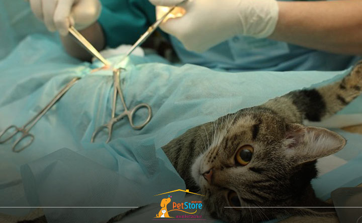 اخته کردن گربه نردر سن شش ماهگی