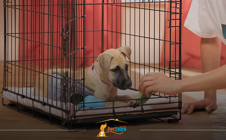 آموزش جعبه برای سگ