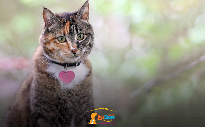 آشنایی با راهنمای خرید قلاده گربه