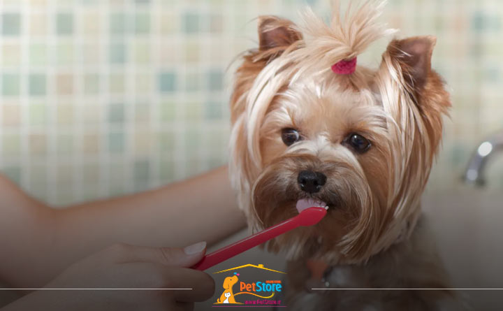 مسواکزدن دندانهای سگ و درمان بوی بد سگ