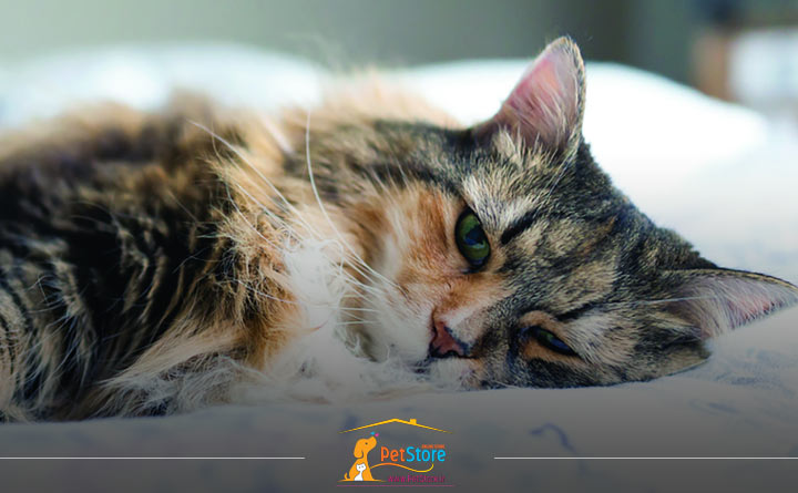 مرگ گربه به علت نارسایی قلبی