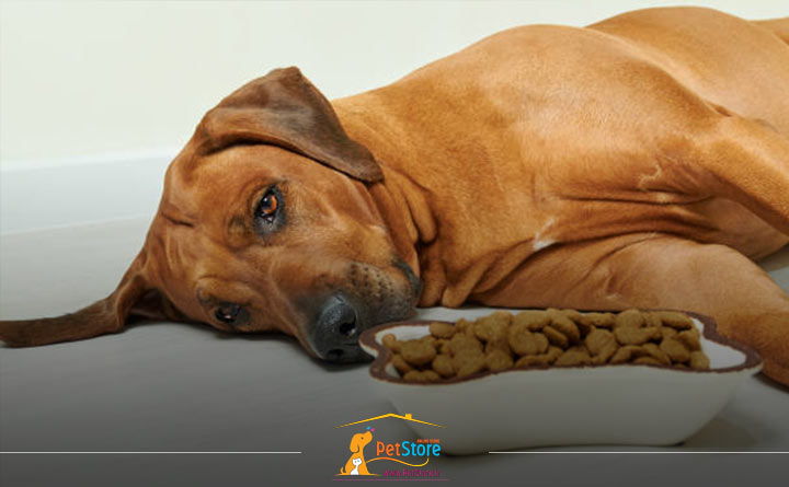 مسمومیت غذایی سگ