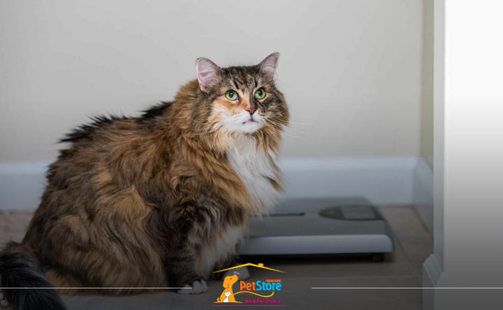 وزن مناسب برای گربه