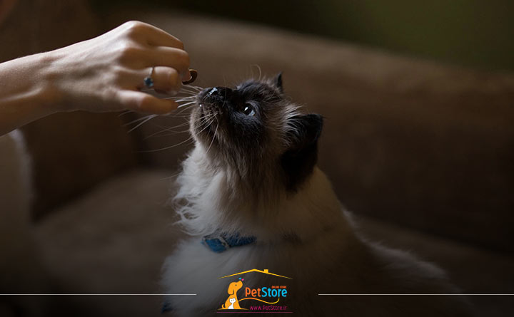 تشویق رفتار گربه با خوراکی