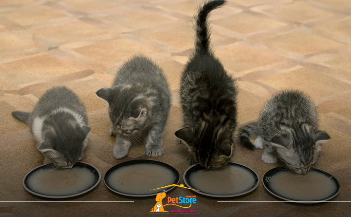 دادن غذای خانگی به بچه گربه