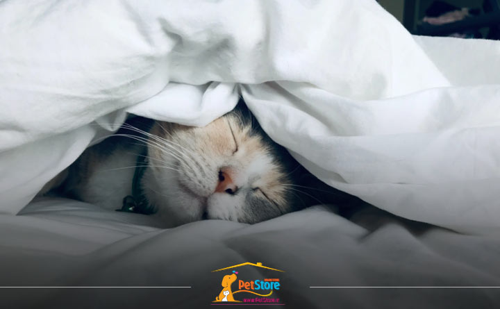 فراهمکردن مکانی گرم و راحت برای استراحت هنگام مرگ گربه