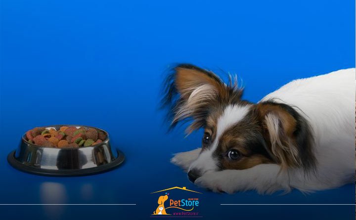 غذا نخوردن سگ عقیم شده