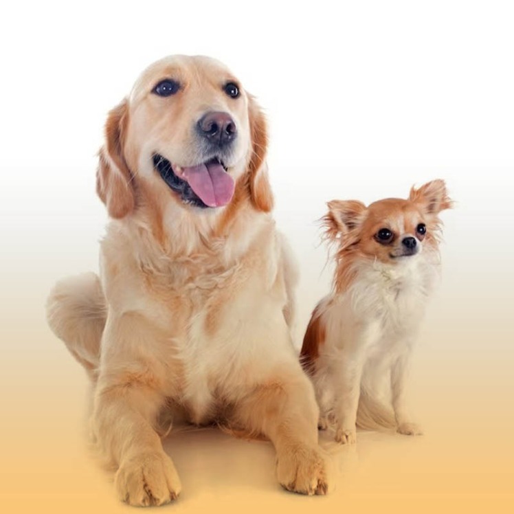 راه‌های افزایش طول عمر سگ