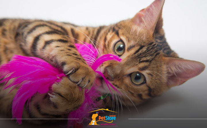 اسباب بازی کمک بهسلامتی گربه می کند