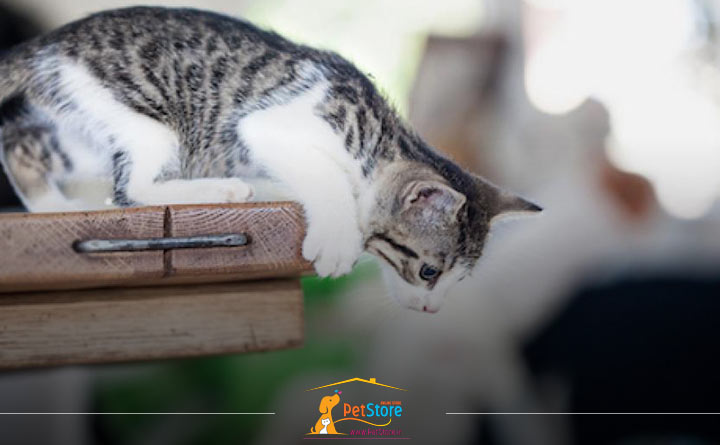 تربیت گربه بالغ 