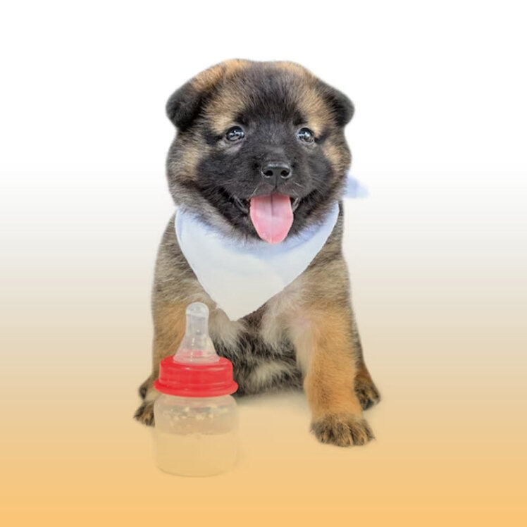 راهنمای خرید شیشه شیر سگ