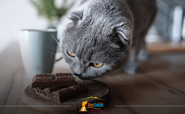 دادن شکلات به گربه 