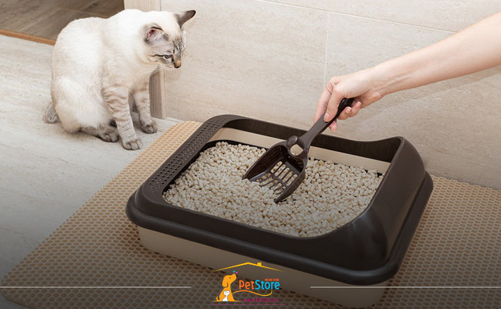 آموزش ظرف خاک گربه برای تربیت وی 