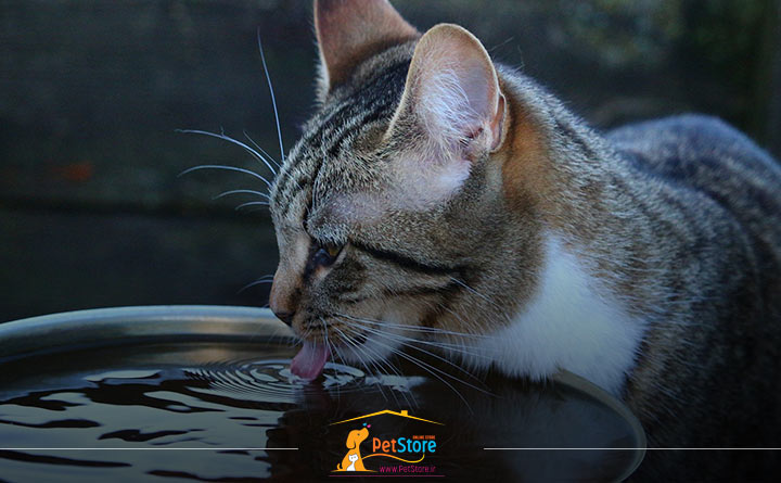 میزان لازم برای آب خوردن گربه