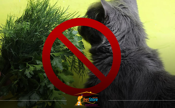 خوردن گیاهان توسط گربه