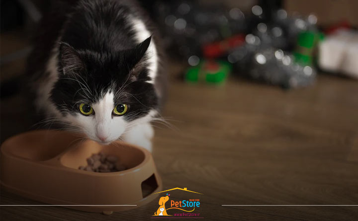 همه چیز درباره رژیم غذایی گربه