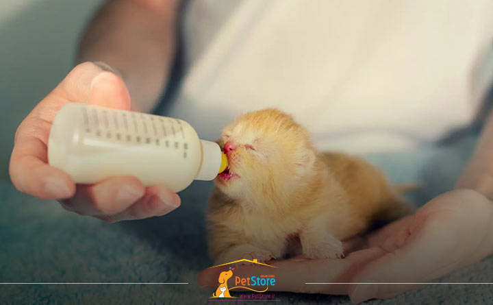 غذا دادن به بچه گربه