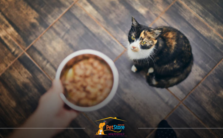 دادن غذای تشویقی سالم به گربه