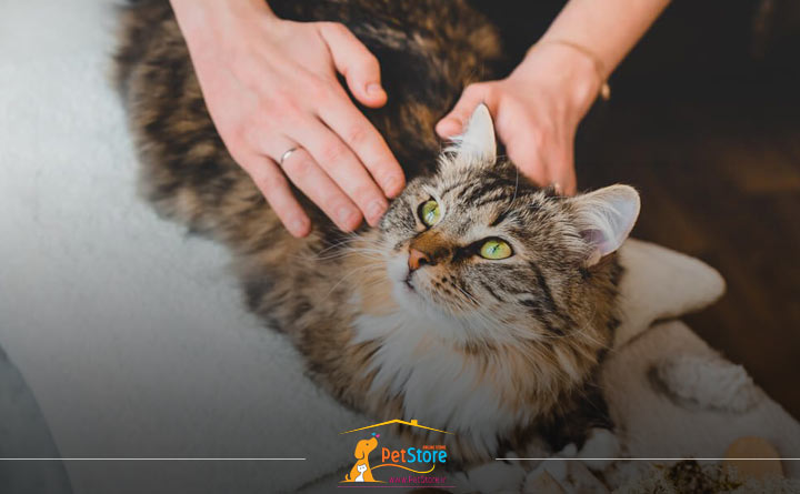 ماساژ دادن گربه توسط صاحبش