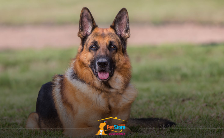 ویژگی های سگ با اعتماد به نفس