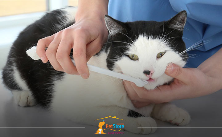 مسواک زدن دندان گربه