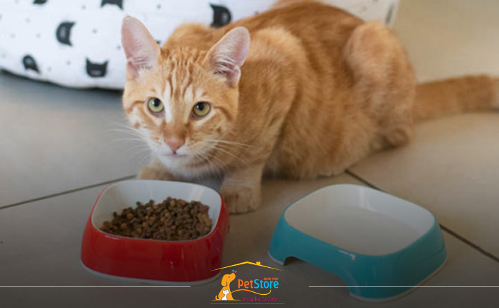 کنترل غذای روزانه گربه