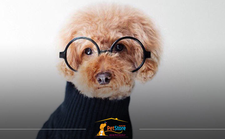 شخصیت سگ ها