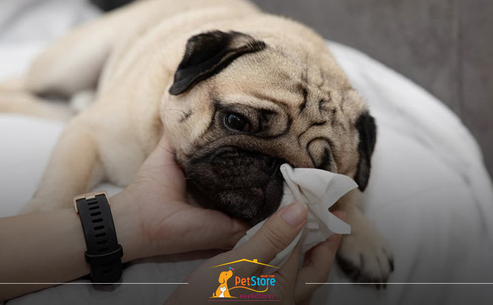 تمیز کردن چشم‌های سگ