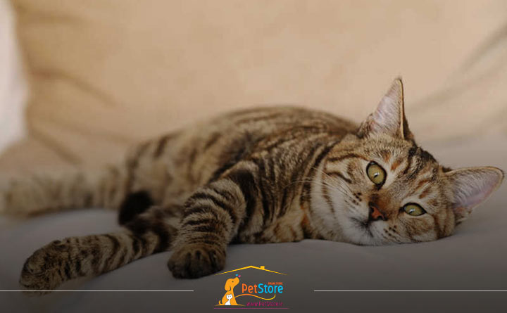 واکسن اصلی هاری گربه 