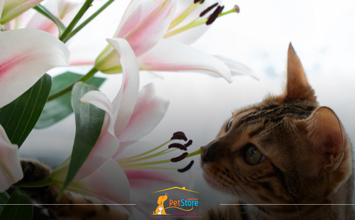 مرگ ناگهانی گربه به علت مسمومیت گربه