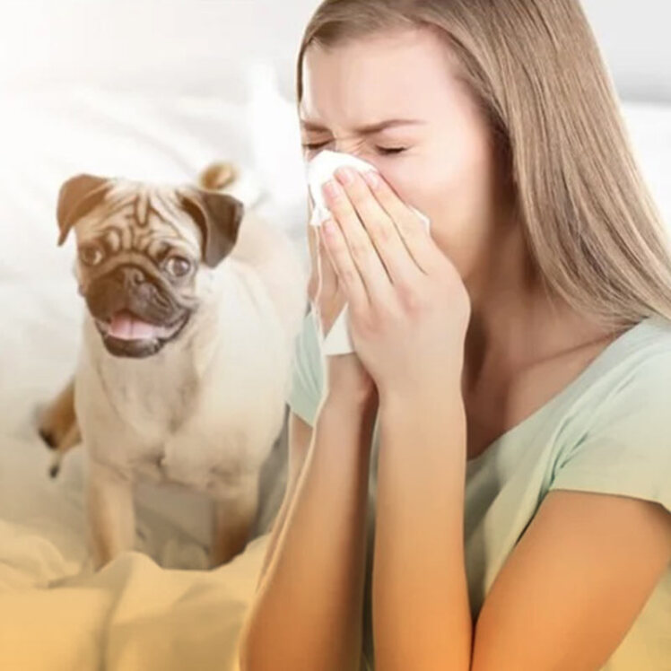 مواردی که باعث حساسیت یا آلرژی در حیوان خانگی می‌شود