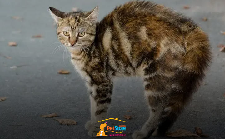 استرس یا ترسیدن گربه