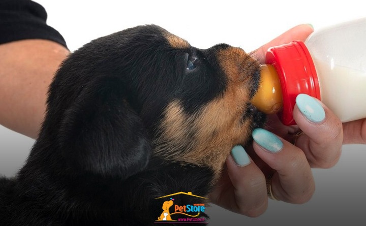 رژیم غذایی مناسب بر اساس سن سگ: از تولد تا 6 ماهگی