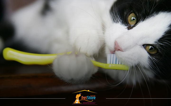 بهداشت دندان گربه