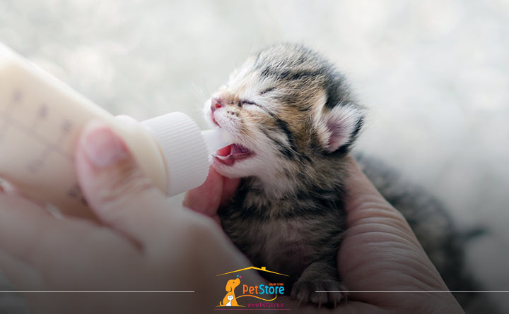 دادن شیر مخصوص به گربه