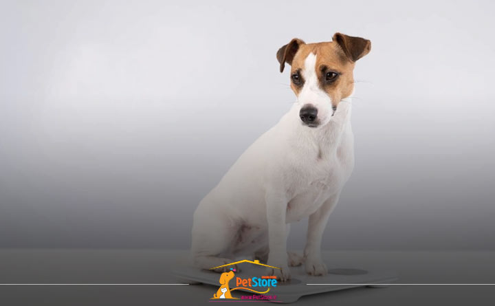 اضافه وزن توله سگ