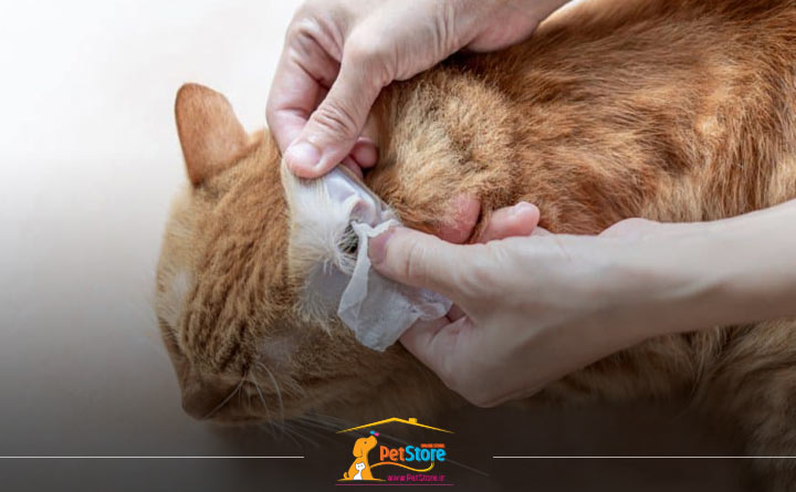 تمیز کردن گوش گربه با دستمال مرطوب