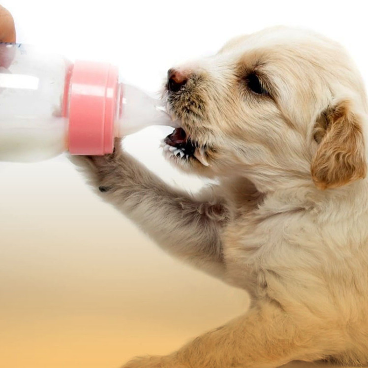 همه چیز درباره حساسیت سگ‌ها به لاکتوز