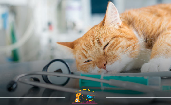 تشخیص مسمومیت گربه توسط دامپزشک