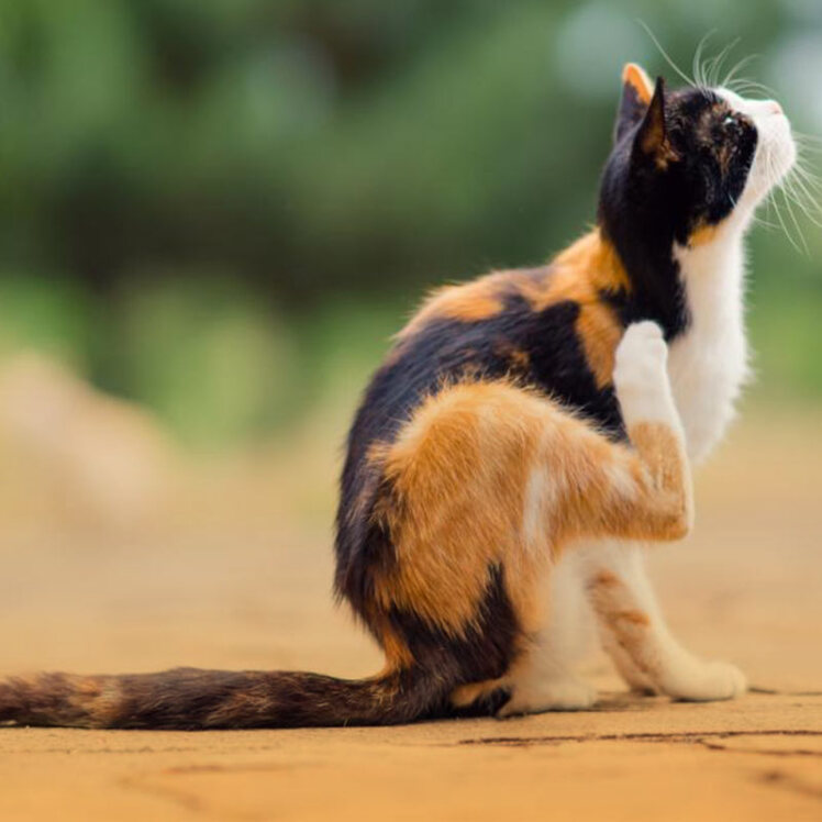 جلوگیری و درمان ریزش موی گربه