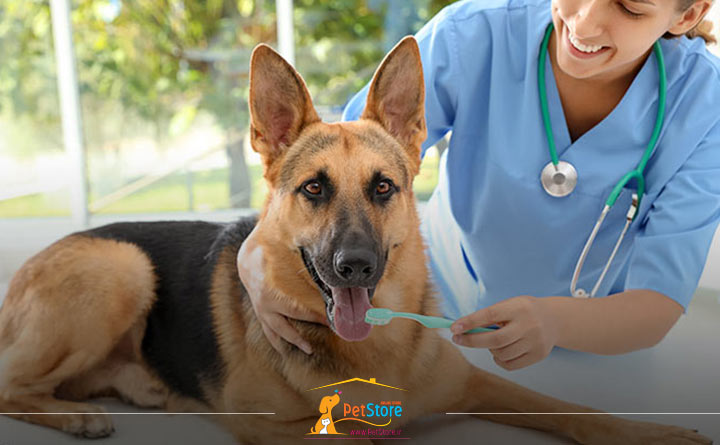 تمیز کردن دندان سگ