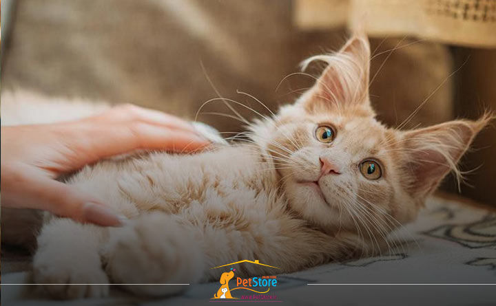 روش صحیح نگهداری از بچه گربه