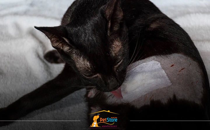 لیس زدن محل برش گربه