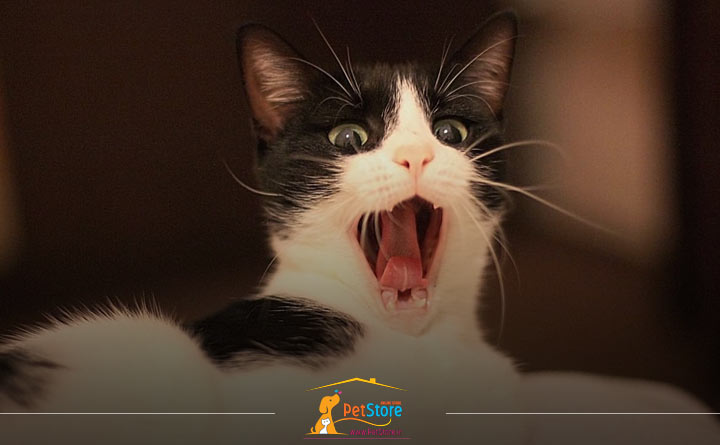 دیدن روح توسط گربه